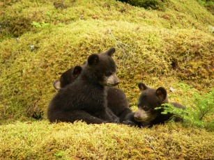 gallery/black-bears-1328136_960_720
