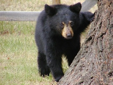 gallery/bear-58504__340