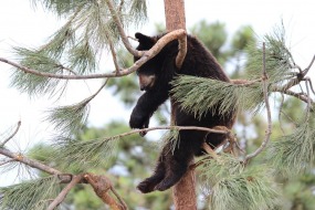 gallery/bear-1484616_960_720