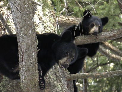 gallery/bear-cubs-50137_960_720